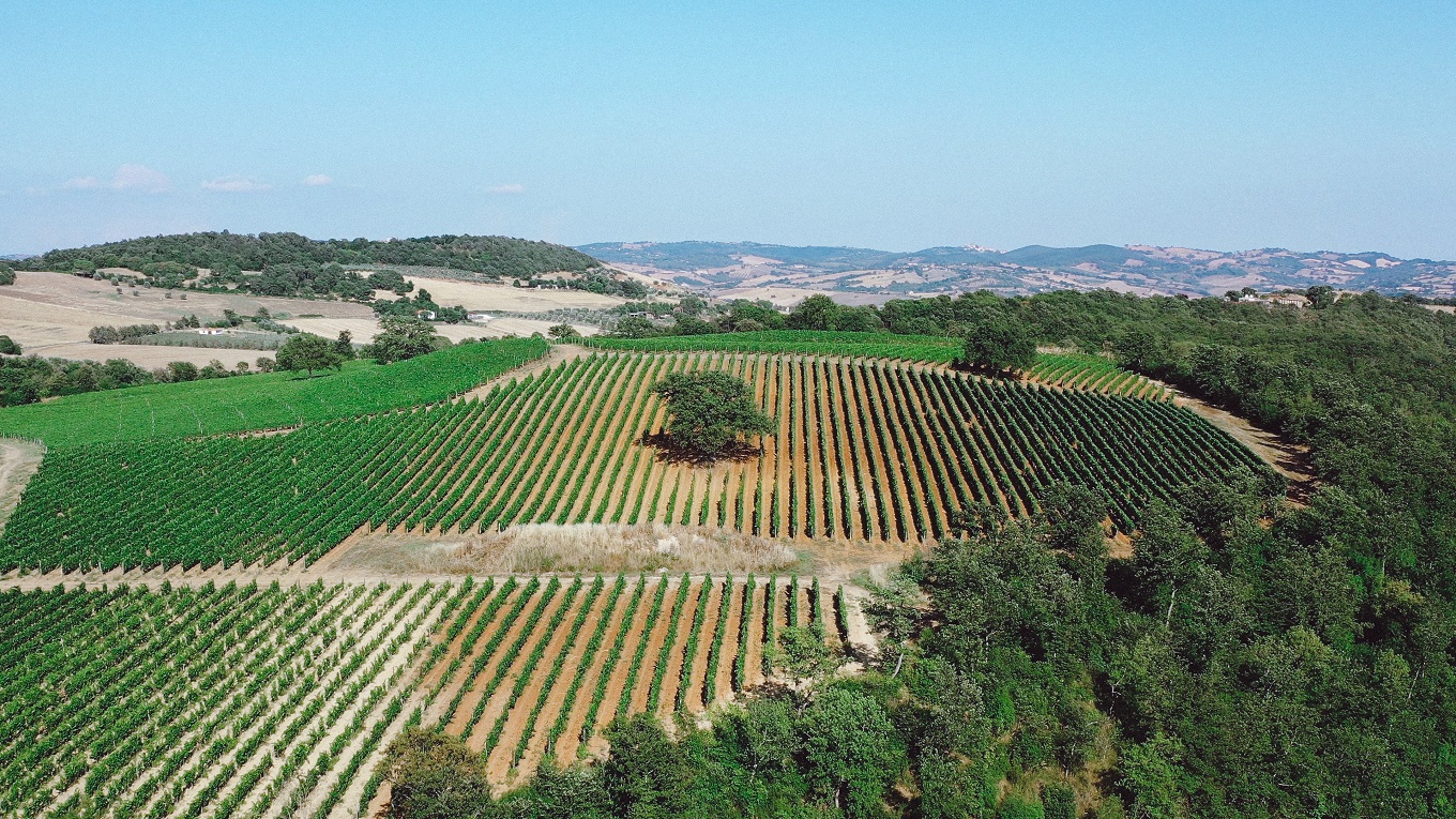 Ciliegiolo Maremma Toscana DOC - Billede 2