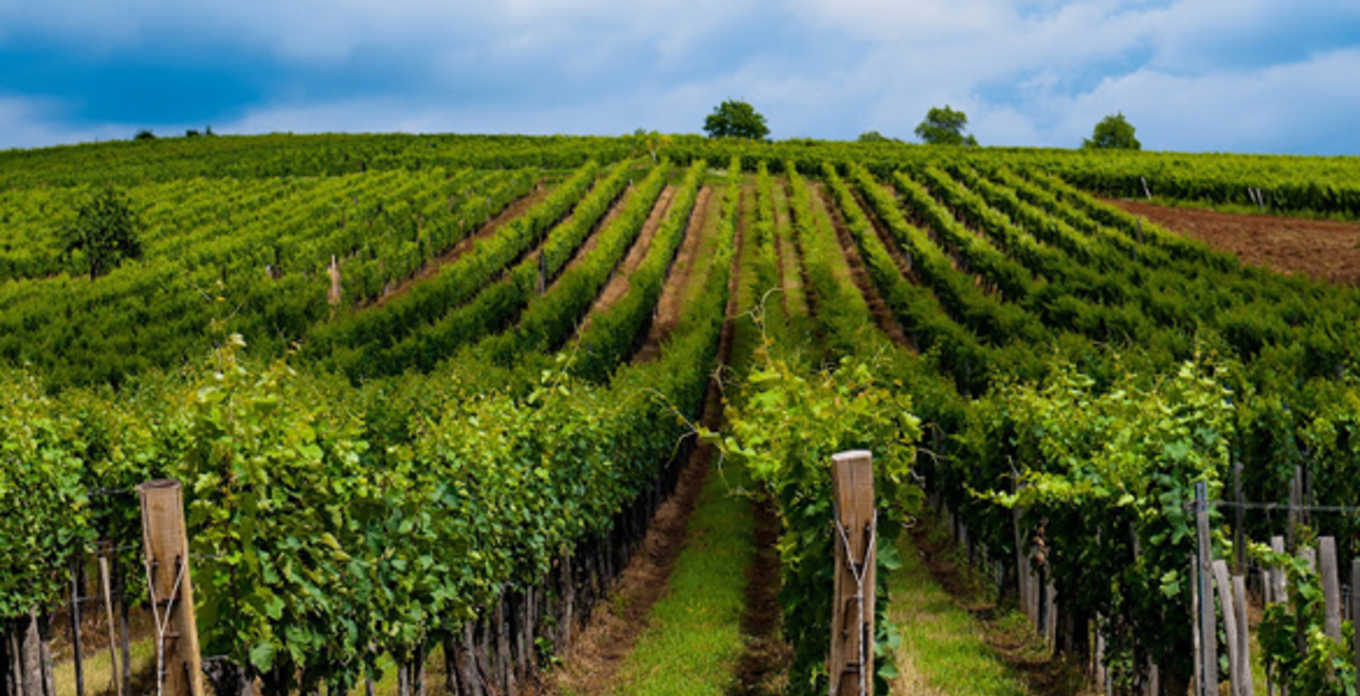 Chianti Classico DOCG Prestige Uggiano - Billede 2